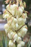 Yucca gloriosa. Часть соцветия (затянувшееся второе цветение). Краснодарский край, Черноморское побережье Кавказа, г. Новороссийск. 2 января 2020 г.