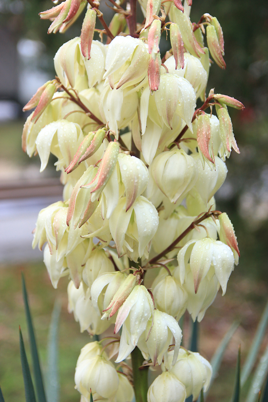 Image of Yucca gloriosa specimen.