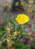 Potentilla vulcanicola. Цветок и завязи. Камчатский край, Елизовский р-н, природный парк \"Вулканы Камчатки\", южный участок, кластер \"Налычевский\", памятник природы \"Экструзия Верблюд\", каменистая осыпь. 11.08.2024.