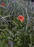 genus Papaver. Цветущие и бутонизирующие растения. Испания, автономное сообщество Каталония, пров. Жирона, комарка Баш Эмпорда, муниципалитет Калонже, в посевах пшеницы. 10.03.2025.