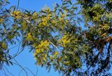 Acacia dealbata. Ветвь с соцветиями. Краснодарский край, Сочи, Адлерский р-н, парк \"Южные культуры\", в культуре. 09.03.2025.