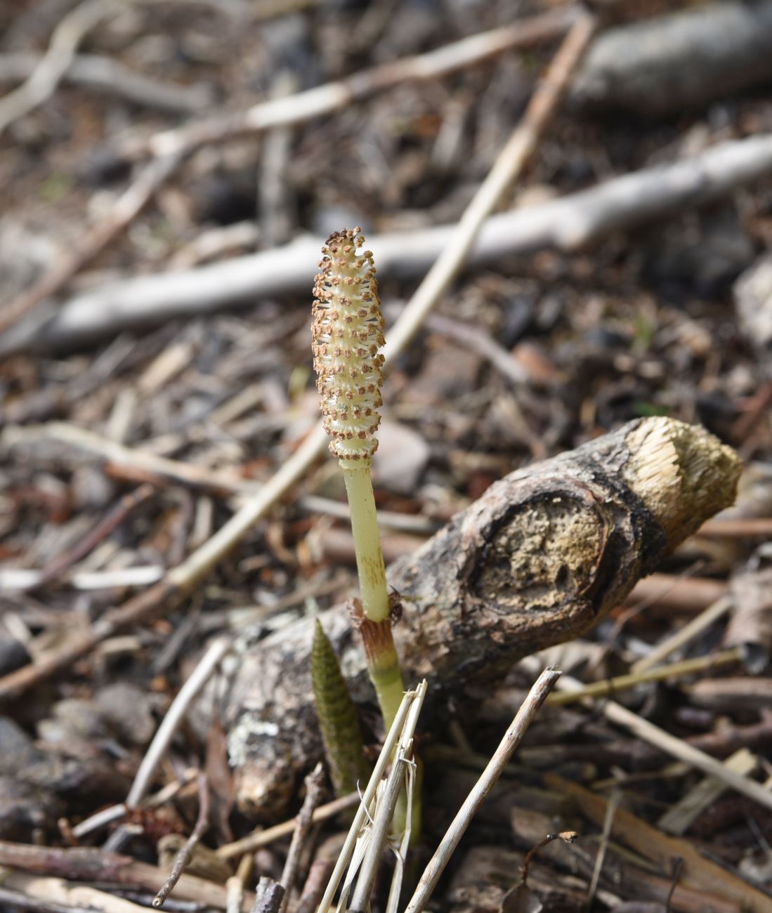 Image of Equisetum telmateia specimen.
