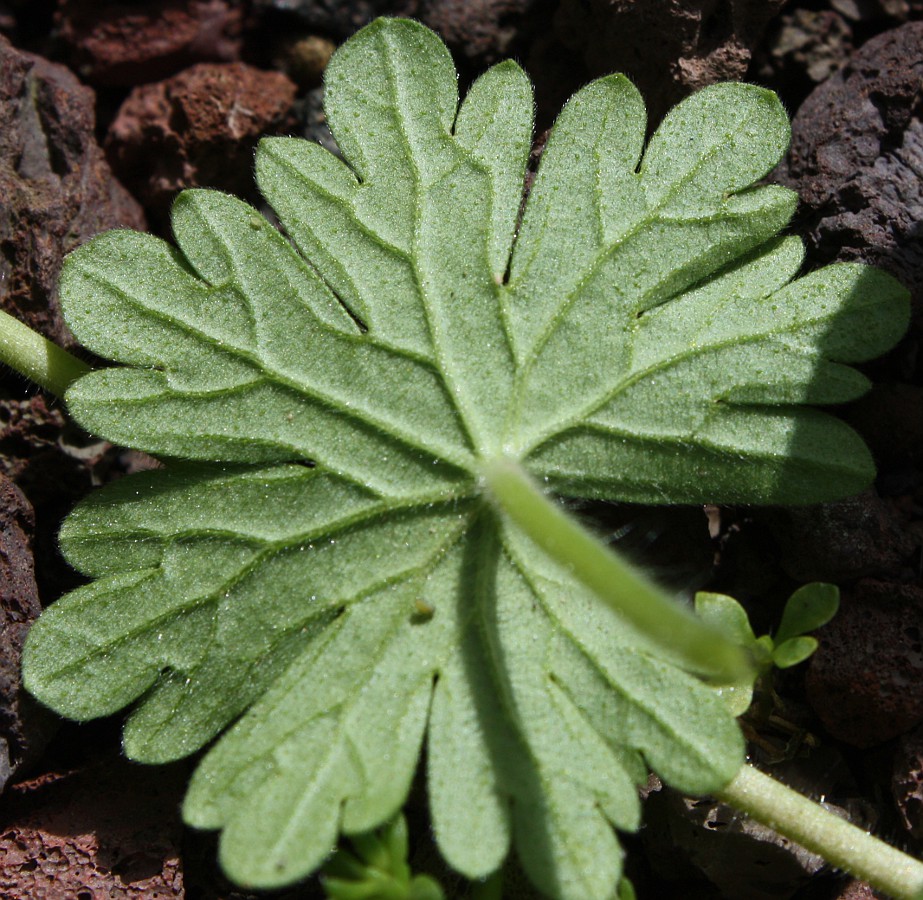 Image of Geranium molle specimen.