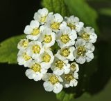 View full-size image Spiraea turczaninowii