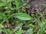 View full-size image Plantago lanceolata