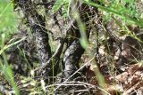 View full-size image genus Astragalus