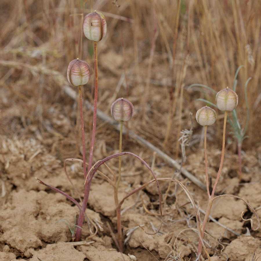 Image of Tulipa biflora specimen.