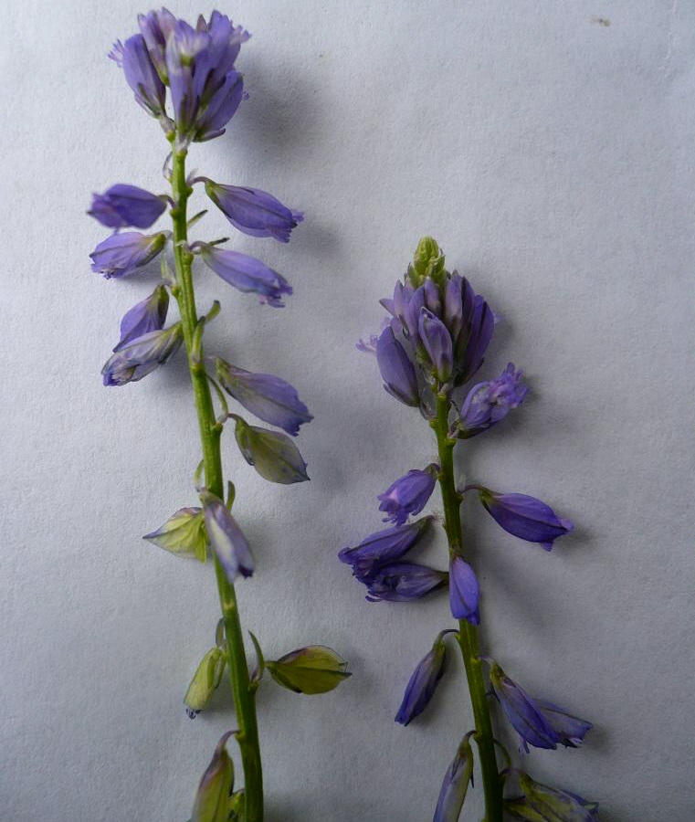 Image of Polygala comosa specimen.