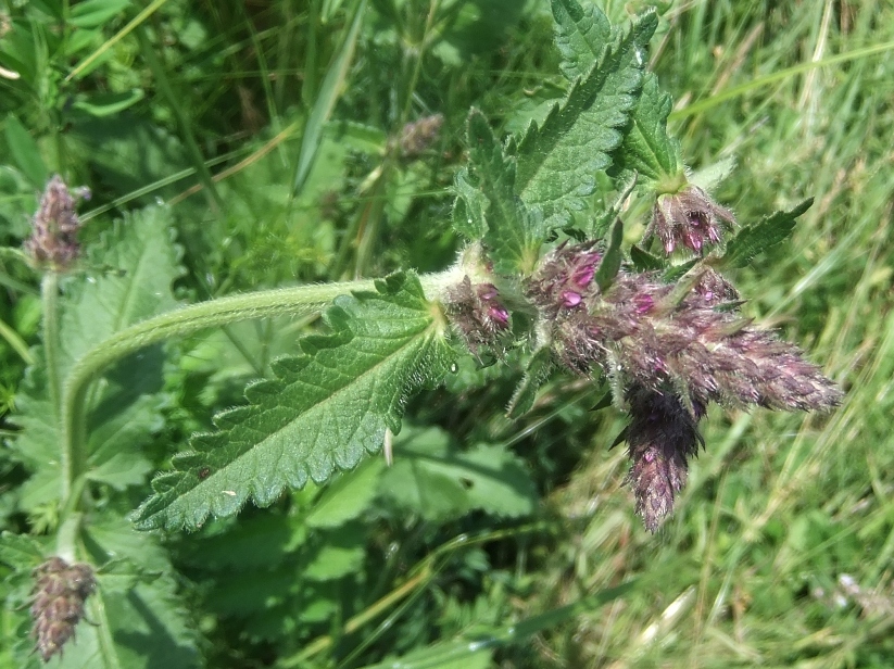 Изображение особи Betonica officinalis.