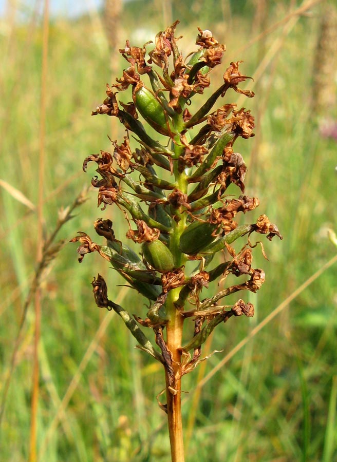 Изображение особи Anacamptis pyramidalis.