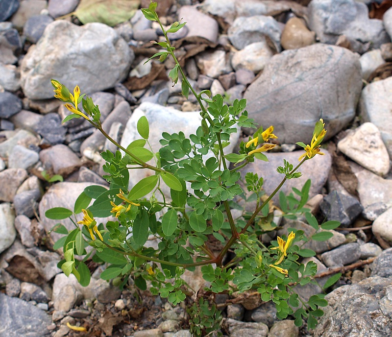 Image of Corydalis ochotensis specimen.