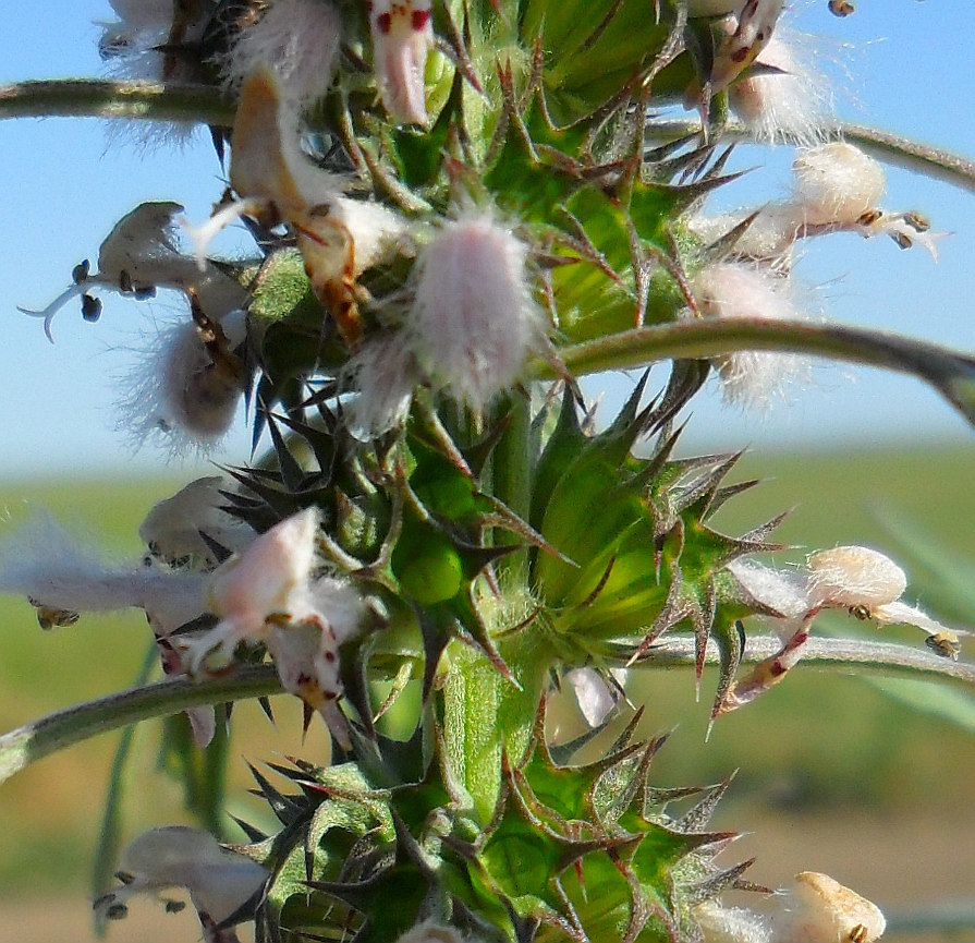 Image of Leonurus glaucescens specimen.