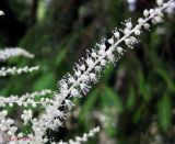 Aruncus sylvestris