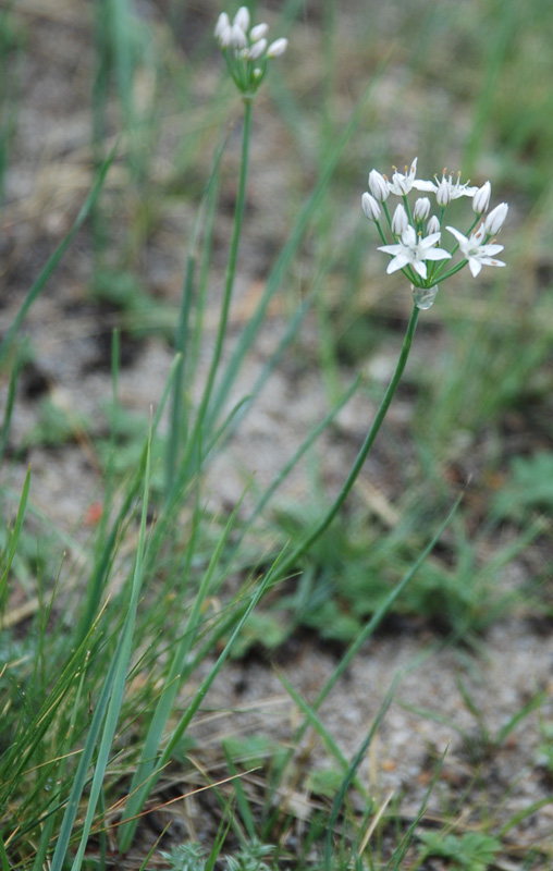 Image of Allium ramosum specimen.