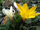 Crocus angustifolius