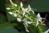 Platanthera bifolia. Соцветие. Московская обл., Раменский р-н, Хрипань, смешанный лес. 13.06.2007.