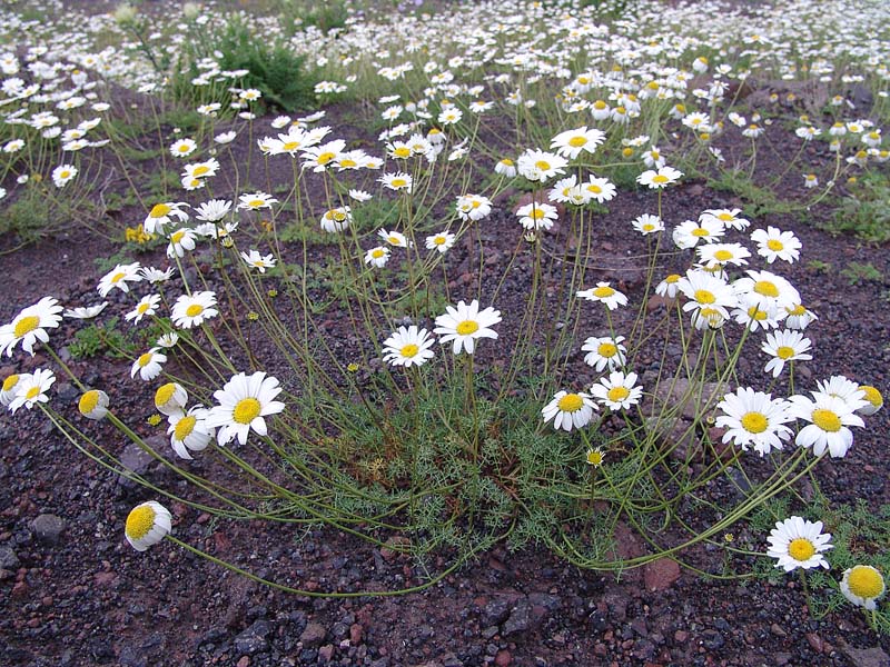 Image of Anthemis iberica specimen.