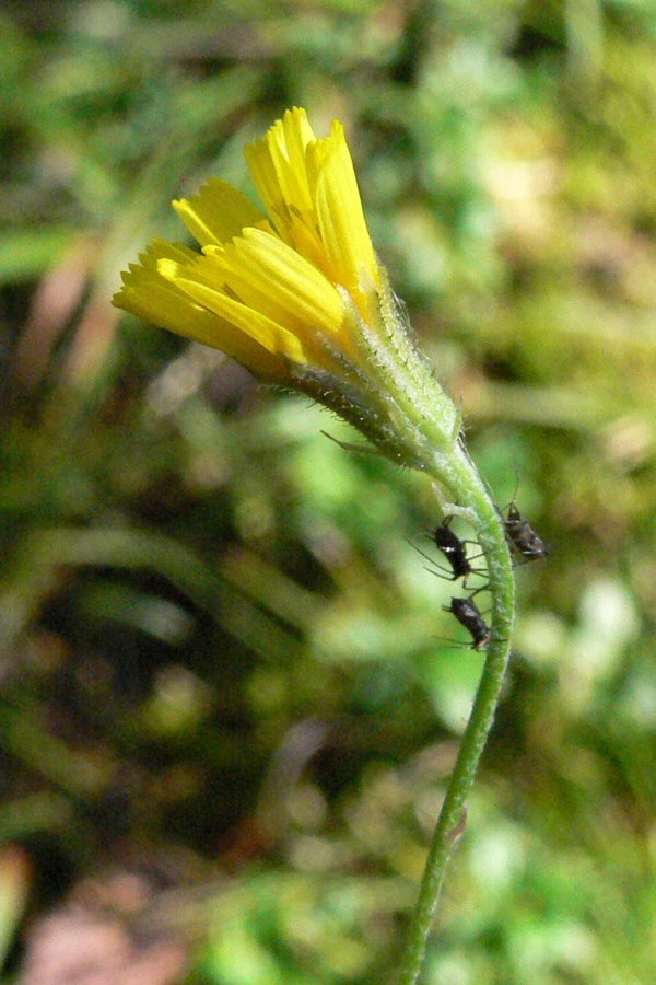 Image of Crepis tectorum specimen.