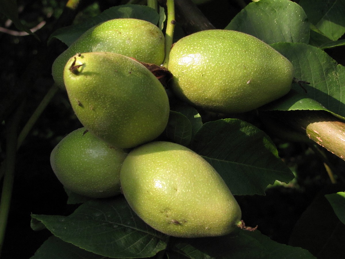 Image of Juglans mandshurica specimen.