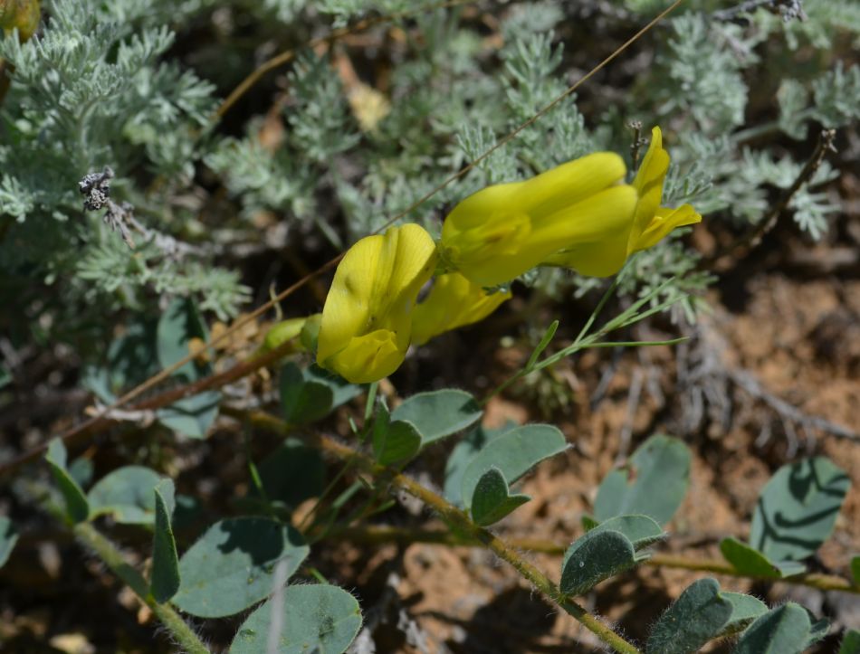 Изображение особи Astragalus longipetalus.