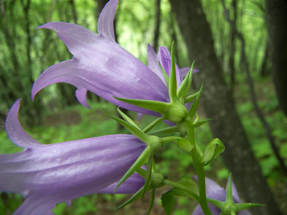 Image of Campanula latifolia specimen.