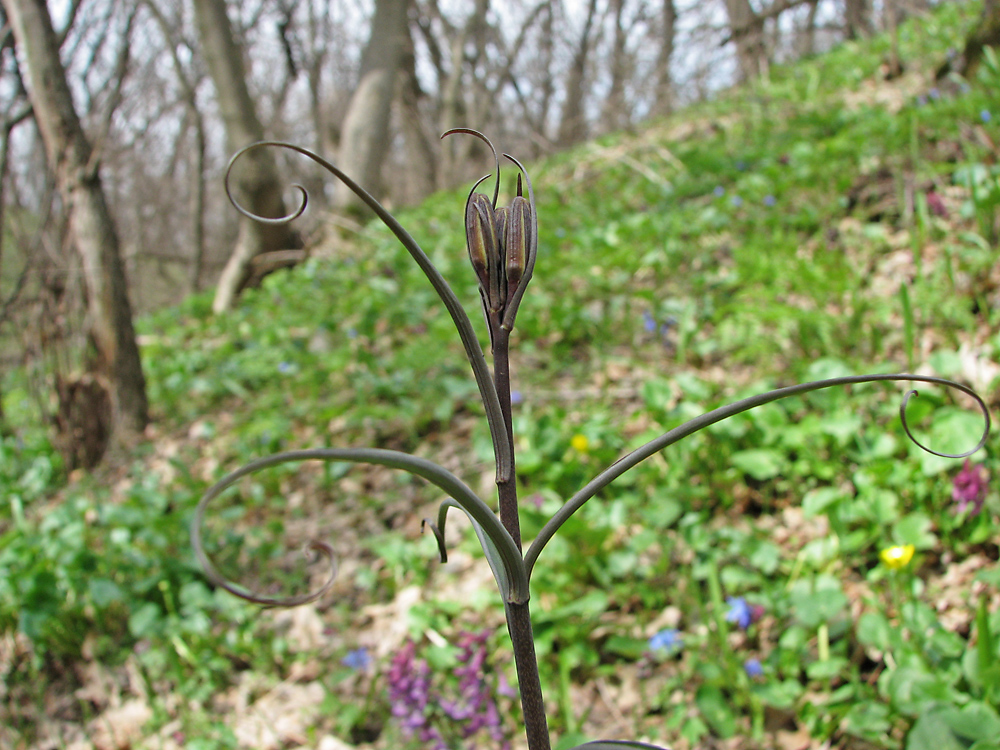 Изображение особи Fritillaria ruthenica.