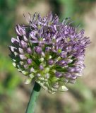 Allium stipitatum. Соцветие. Узбекистан, г. Ташкент, Ботанический сад им. Ф.Н. Русанова, участок травянистой и кустарниковой флоры Средней Азии. 24.04.2011.