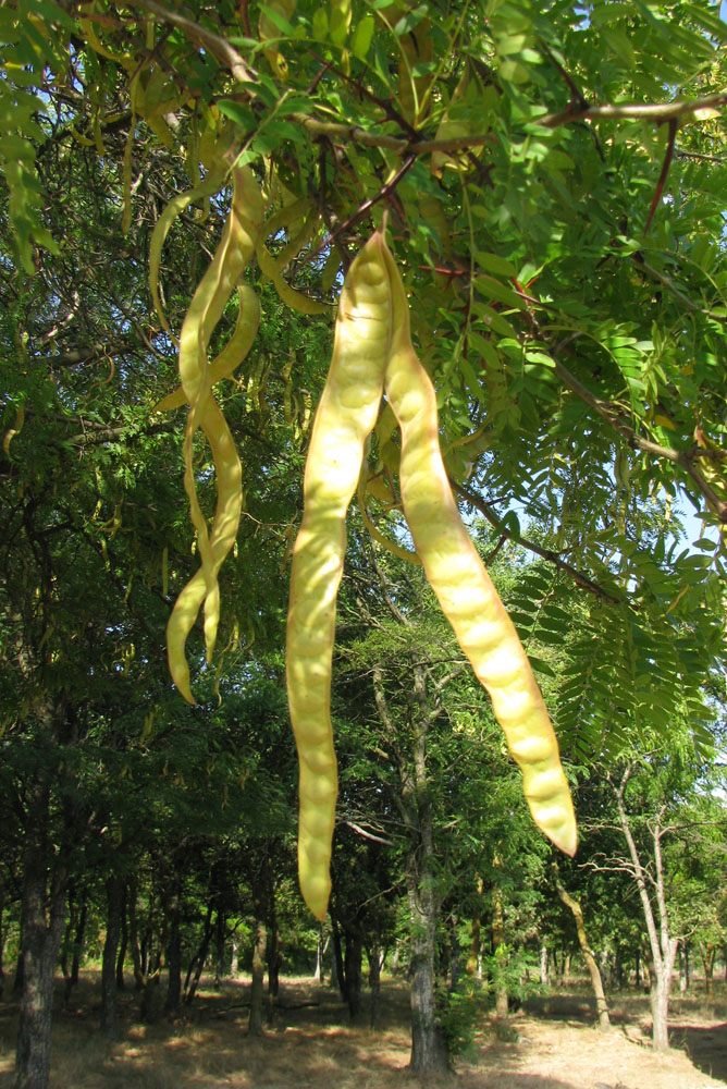 Image of Gleditsia triacanthos specimen.