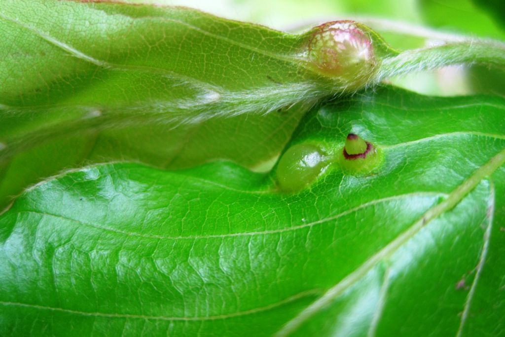 Image of Fagus orientalis specimen.