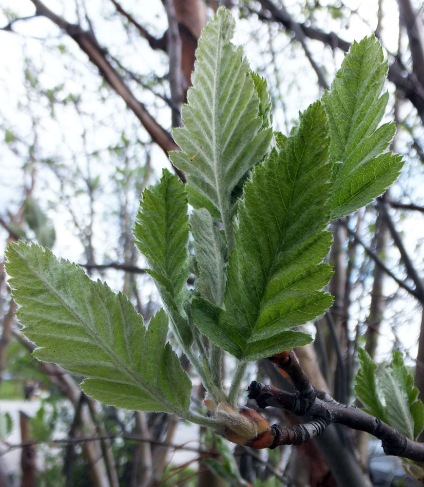 Image of Sorbus &times; thuringiaca specimen.