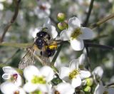 Crambe tataria. Цветки с дикой пчелой, собирающей нектар и пыльцу. Украина, Черкасская обл., Каневский р-н, региональный ландшафтный парк \"Трахтемиров\", восстановленный степной участок. 26 мая 2012 г.