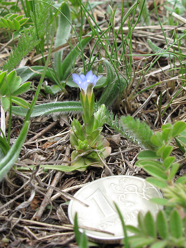 Image of Gentiana aquatica specimen.