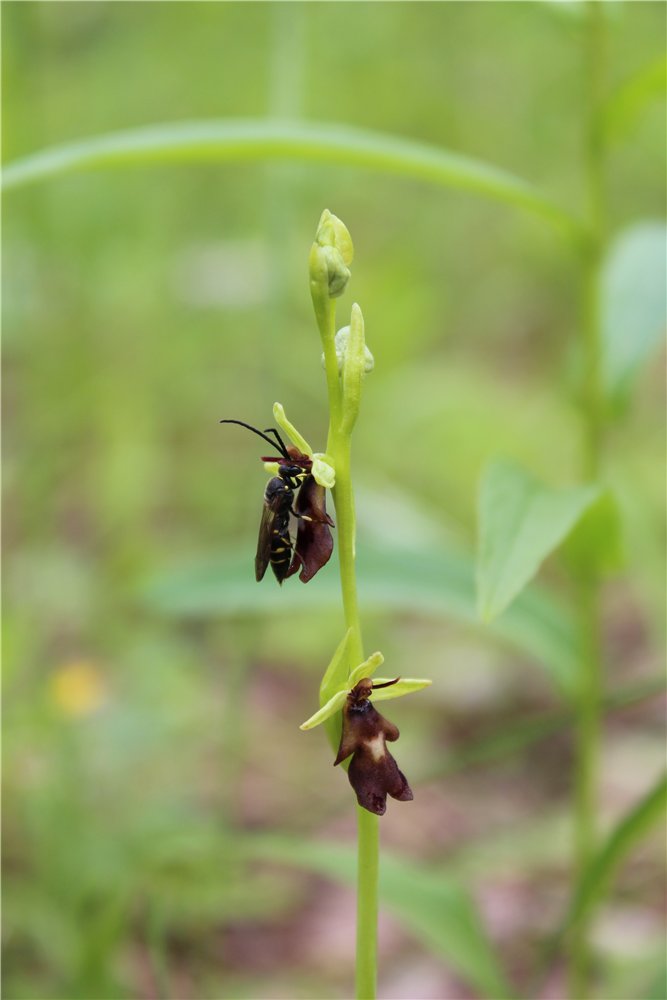 Изображение особи Ophrys insectifera.