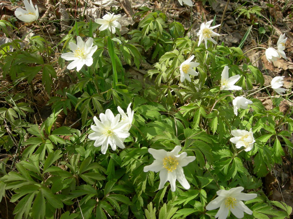 Image of Anemone nemorosa specimen.