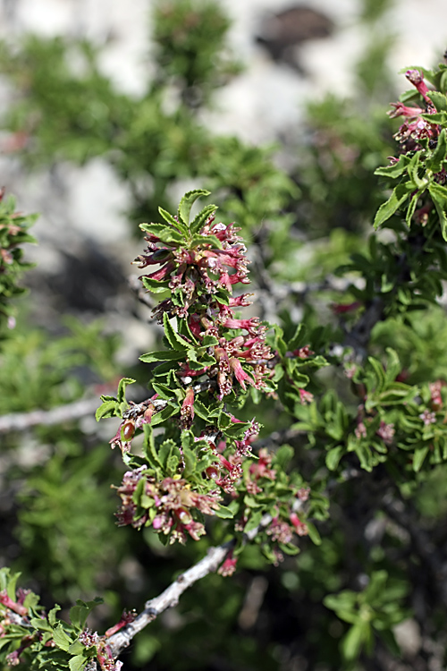 Изображение особи Cerasus tianshanica.