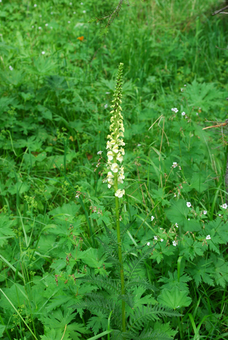 Image of Pedicularis incarnata specimen.