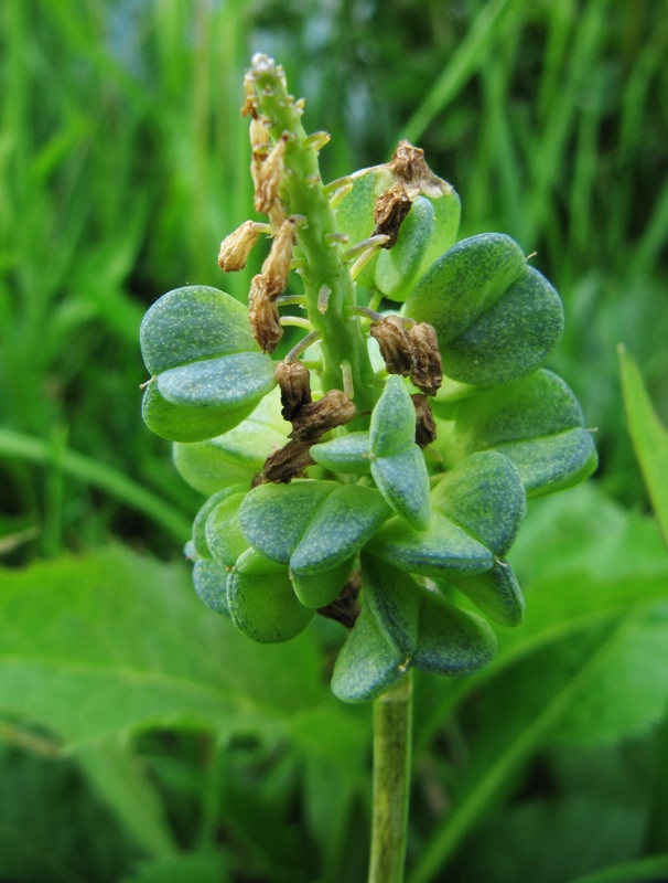 Image of genus Muscari specimen.