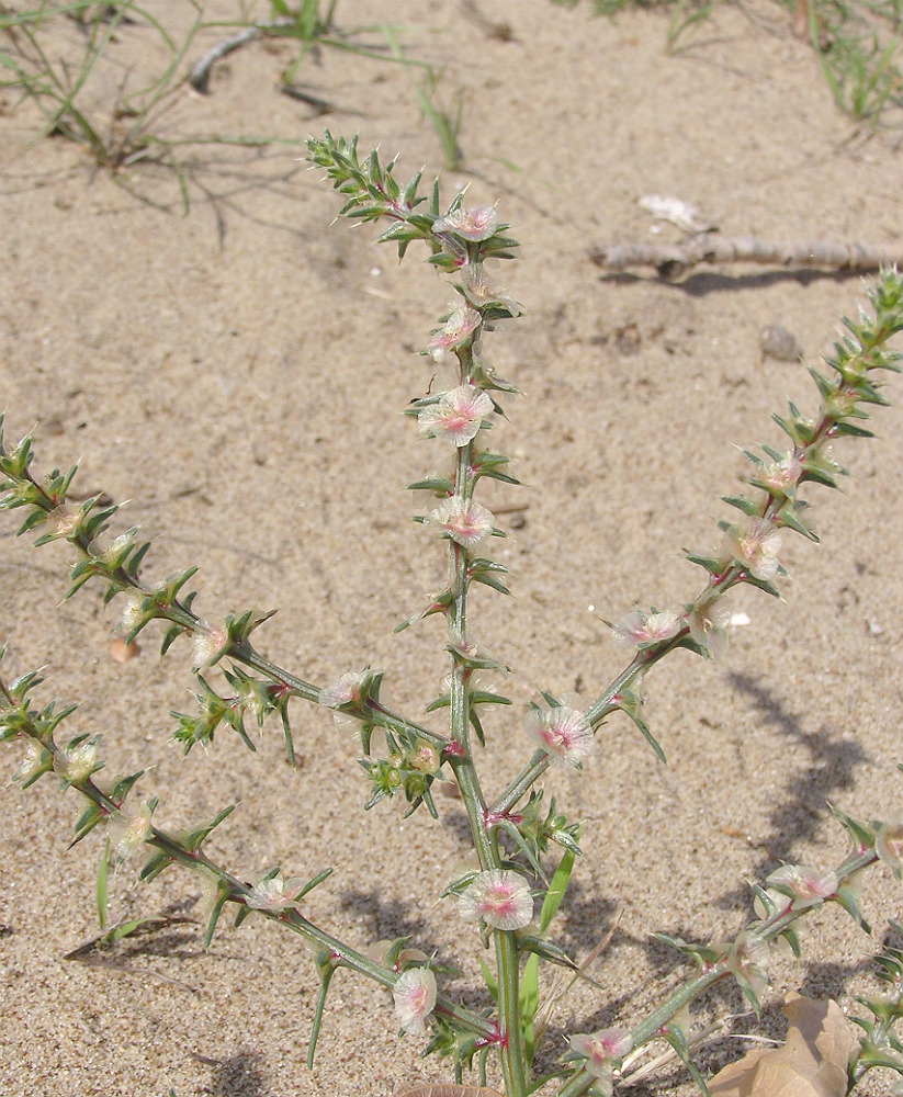 Изображение особи Salsola tragus.