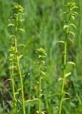 Euphorbia virgata