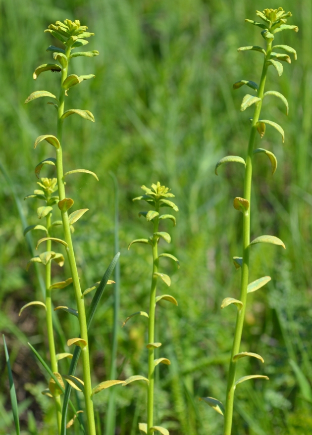 Image of Euphorbia virgata specimen.