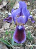 Iris pumila