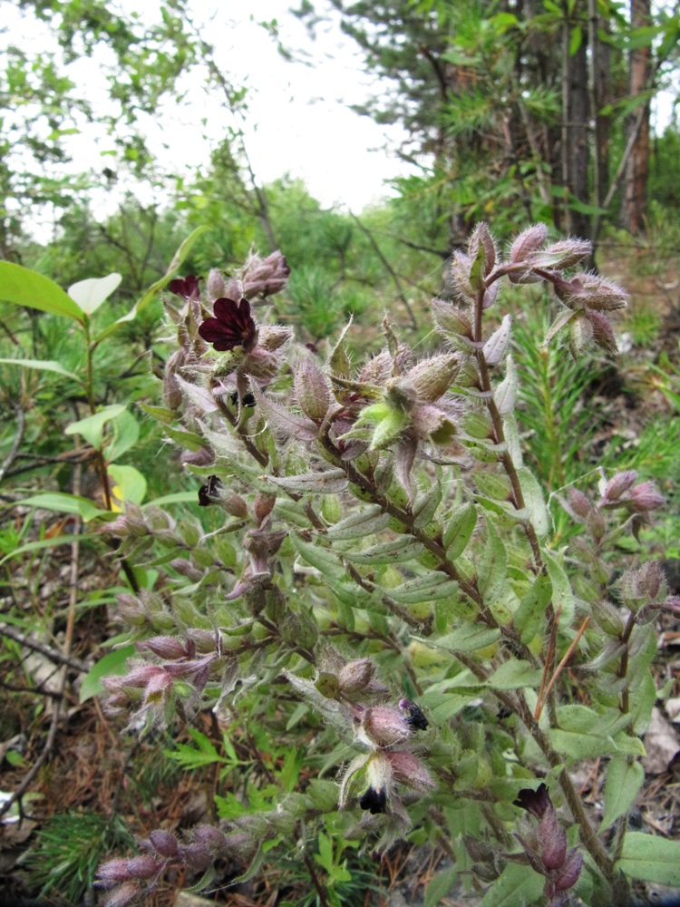 Image of Nonea rossica specimen.