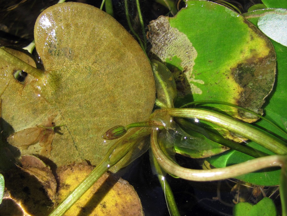 Image of Hydrocharis morsus-ranae specimen.