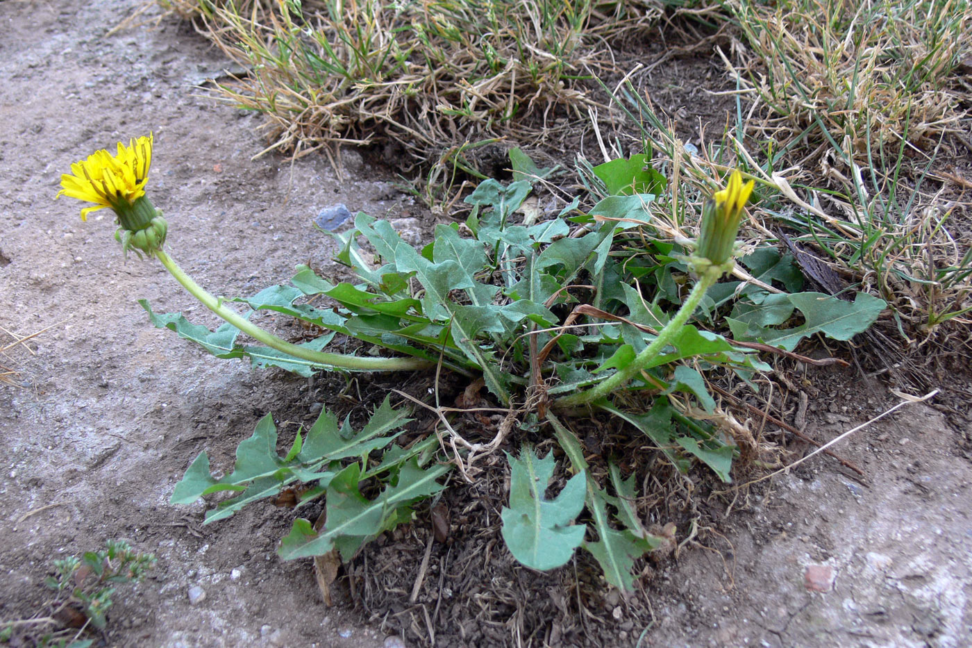 Изображение особи род Taraxacum.