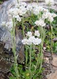 Antennaria dioica