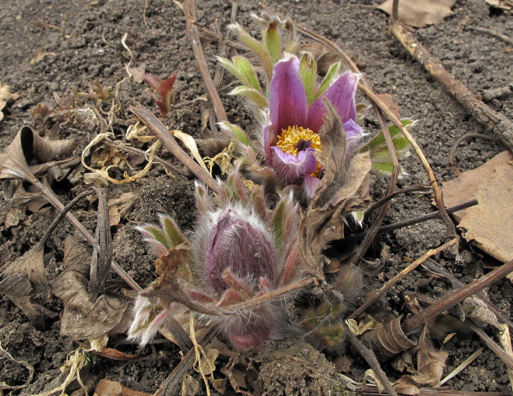 Image of Pulsatilla chinensis specimen.