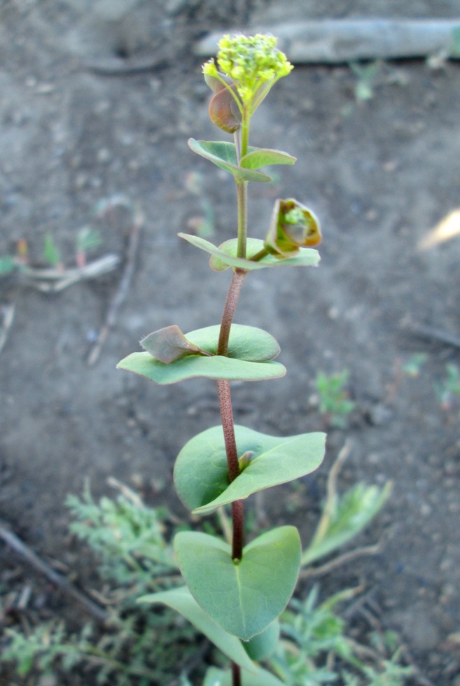 Изображение особи Lepidium perfoliatum.