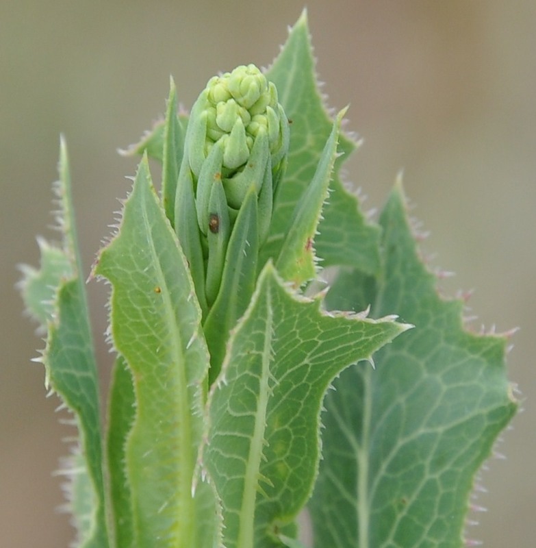 Image of Lactuca virosa specimen.