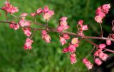 Heuchera × brizoides. Средние части полегших соцветий ('Winter Red'). Германия, г. Krefeld, Ботанический сад. 02.06.2013.