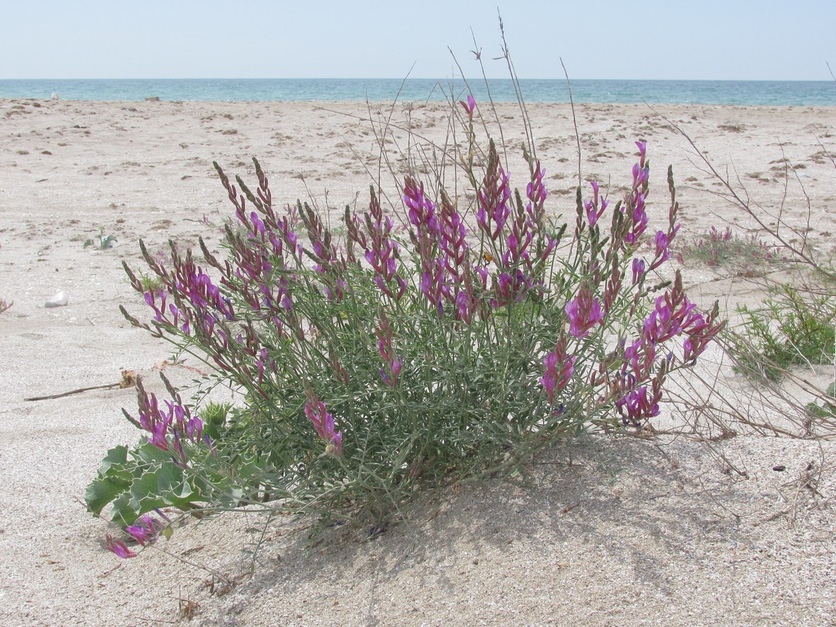 Изображение особи Astragalus varius ssp. eupatoricus.